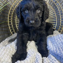 Labradoodle Puppies from Honey Doodle Farm