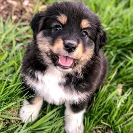 Australian Shepherd Puppies from Beaver Creek Aussies