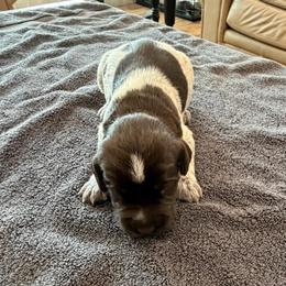 Boy 6 - Brown and gray male Wirehaired Pointing Griffon puppy in Shelley, Idaho from Western Gundogs