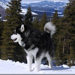 Amelia - Alaskan Malamute