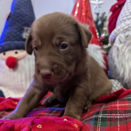 Labrador Retriever Puppies from Starfire Labradors