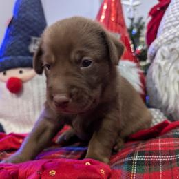 Labrador Retriever Puppies from Starfire Labradors