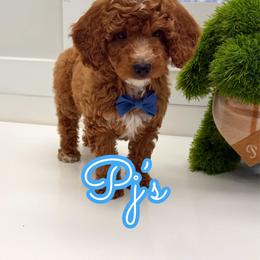 Pj's - Red male Cavapoo puppy in Buford, Georgia from Petite Posh Puppies