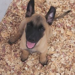 Boy 1 - Fawn male Belgian Malinois puppy in Corpus Christi, Texas from Heavenly Firefly Belgian Malinois
