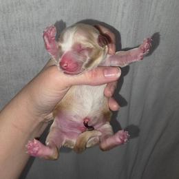 Blonde Male 1 - Gold male Yorkshire Terrier puppy in Lakeland, Florida from You Me & The Yorkies