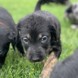 Aussiedoodle and Leopardoodle Puppies from A Puppy Crush