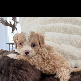 Goldendoodle, Maltipoo, and Yorkipoo Puppies from Doodle Pups Fur-Ever