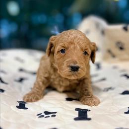 Arwen - Red  female Goldendoodle puppy in Pittsburg, Texas from Grace Springs Goldendoodles