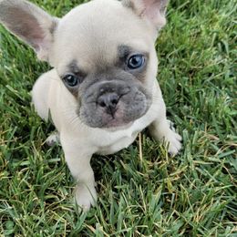 French Bulldog Puppies from Sweetheart French Bulldogs