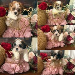 Shichon Puppies from Jessica Cupp