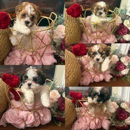 Shichon Puppies from Jessica Cupp