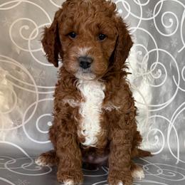 Cashew - Red  male Goldendoodle puppy in De Pere, Wisconsin from Kinzor Kennels