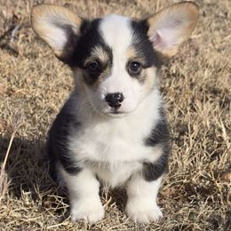 Milo - Black and tan male Pembroke Welsh Corgi puppy in Anton, Texas from X Bar's Lil Legs of Texas