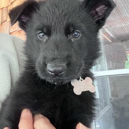 Tan Collar (Black) - Black and tan male German Shepherd puppy in Kansas, Ottawa, Kansas from Import German Shepherds of Kansas