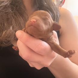 Boy 1 - Red male Cavapoo puppy in Kalamazoo, Michigan from Sleeping Bear Kennels