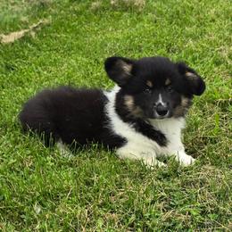 LOLLY - Black and tan female American Corgi puppy in Walker, Iowa from Double K Corgis
