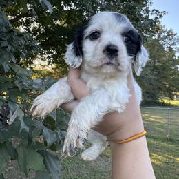 Girl 1 - Pink - Black and white female Cocker Spaniel puppy in Ellenboro, North Carolina from Chantels Spaniels