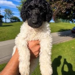 Honeymaron - Parti female Poodle puppy in Washington, Pennsylvania from Patriotic Poodles