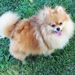 Bingo - Pomeranian