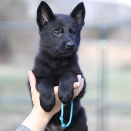 Onyx - Black female German Shepherd puppy in Augusta, West Virginia from Vom Haus Highlands