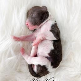 Kit Kat - Parti female Goldendoodle puppy in from Pink Poodles and Doodles