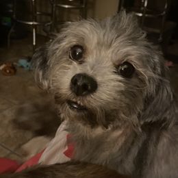Shihpoo and Shih Tzu All Grown Up from Oodles of Poodles & Doodles