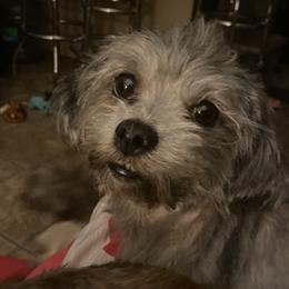 Shihpoo and Shih Tzu All Grown Up from Oodles of Poodles & Doodles
