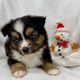 Awe Ruff Beer - Black tri male Miniature American Shepherd puppy in South Branch, Michigan from Ross Ranch Mini and Standard Aussie's