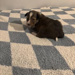 Reese - Sable and white female Shetland Sheepdog puppy in Union, New Jersey from McDermon Shelties