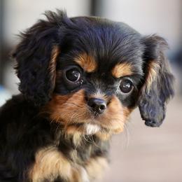 Keebler - Black and tan male Cavalier King Charles Spaniel puppy in Boardman, Ohio from Taliaferro Kennel