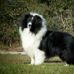Shetland Sheepdog All Grown Up from Millennium Shelties
