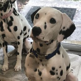 Oliver - Dalmatian