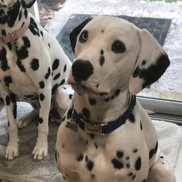 Oliver - Dalmatian