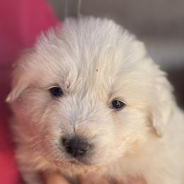 Paddy - White male Great Pyrenees puppy in Arroyo Grande, California from Wild Bunch Ranch - Home of Le Patou Great Pyrenees