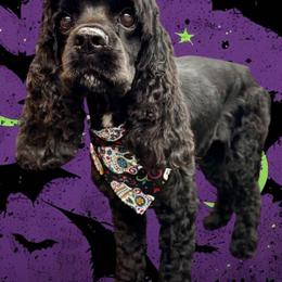 Olive - Cocker Spaniel