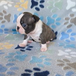 Cedar - Brindle and white male Boston Terrier puppy in Billings, Missouri from Azaleas Euro Boxers & Boston Terriers