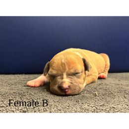 Female B - Blue fawn female American Pit Bull Terrier puppy in Pensacola, Florida from Alpha Alliance Kennels
