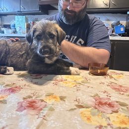 Daisy - Brindle female Irish Wolfhound puppy in Ashland, Ohio from Castle Keep Hounds, LLC