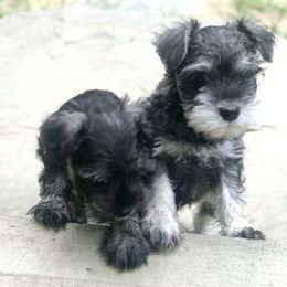 Miniature Schnauzer Puppies from Divine Miniature Schnauzers