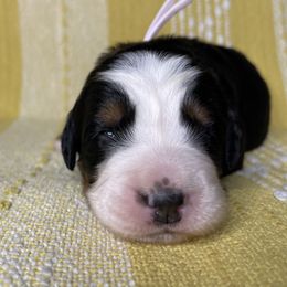 Bernese Mountain Dog Puppies from Hilltop K9