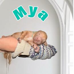 Teal Collar - Apricot female Goldendoodle puppy in Valdosta, Georgia from Designer Doodles of South GA