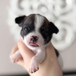 Charlie - Fawn brindled black male Chihuahua puppy in Harrison, Michigan from Cloud9 Chihuahuas