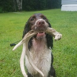 Sookie - English Springer Spaniel
