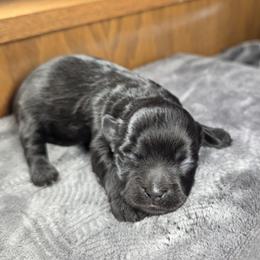 Willow - Black female Shihpoo puppy in Delphos, Ohio from Route 66 Poodles & Doodles, Sapphire Shih-tzu's of Ohio