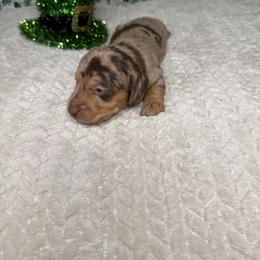 Dachshund Puppies from 208 Weenies