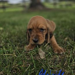 Girl 2 - Red and white female Basset Hound puppy in Loysburg,, Pennsylvania from Fisher's Couch Hounds