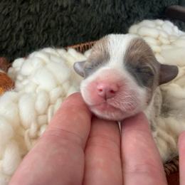 Dove - Blue female Pembroke Welsh Corgi puppy in Paxton, Illinois from McGovern Family Corgis