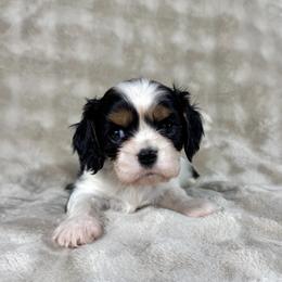 Georgette - Tri-color female Cavalier King Charles Spaniel puppy in Bedias, Texas from JSK Aussie and Cavaliers