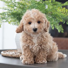 Maltipoo, Shichon, and Shihpoo Puppies from Timbercreek Puppies