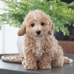 Maltipoo, Shichon, and Shihpoo Puppies from Timbercreek Puppies